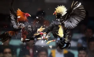 Bí Quyết Chinh Phục Đá Gà GA28 Tại J88: Kinh Nghiệm Thực Chiến