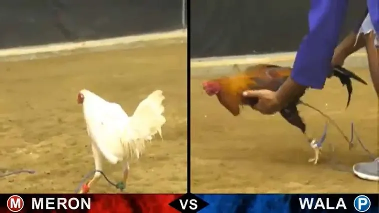 Bí Quyết Chinh Phục Đá Gà GA28 Tại J88: Kinh Nghiệm Thực Chiến